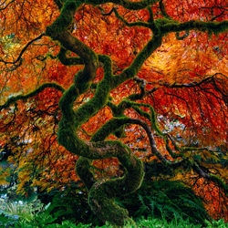 Infinity Tree-Peter Lik-bronce-NATURALEZA-Árboles -5934