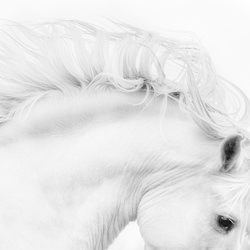 White Stallion-Bev Pettit-bronze-FINE ART-Other -5941