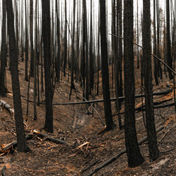 After the Fire-Michael Piazza-finalist-NATURE-Landscapes -6314