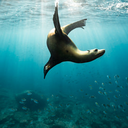 Freediving with sea lions-Lucie Pollet-bronze-NATURE-Underwater -6053