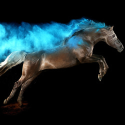 Holi Horses-Andrea Zachrau-bronze-NATURE-Wildlife -6000
