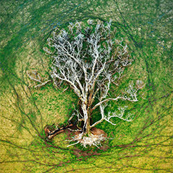 Árbol de la vida-Julie Kenny-plata-BELLAS ARTES-Abstracto -7054