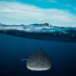 FAITH-Lukas Charwat-silver-NATURE-Underwater -6994