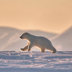 white bears of Svalbard-Judith Kuhn-bronze-NATURE-Wildlife -6494