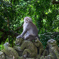 Singe en pose Forêt des singes d'Ubud-Satheesh Nair-bronze-EDITORIAL-Travel-6518