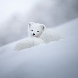 Belleza divina de un zorro ártico-Marcello Galleano-finalista-NATURALEZA-Vida Silvestre -6759