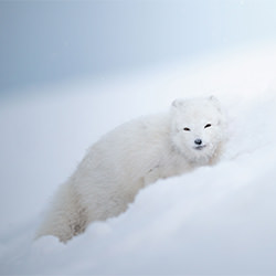Arctic Fox, the ice queen-Marcello Galleano-finalist-NATURE-Wildlife -6760