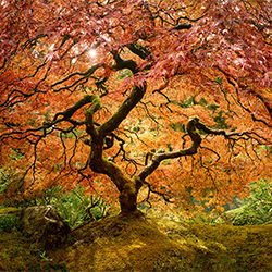 L'albero della vita-Cheyne Walls-bronzo-FINE ART-Paesaggio -6459