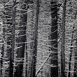 Snowcatchers-Gene Sellers-finalist-NATURE-Trees -6822