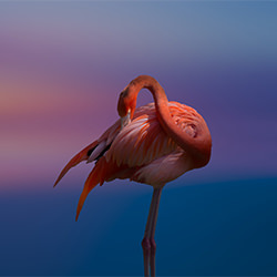 Flamingo, San Diego-Satheesh Nair-bronce-BELLAS ARTES-Otros -6522