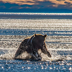 Coastal Brown Bear, chasing Salmon in the surf-Stue Rees-finalist-NATURE-Wildlife -6803