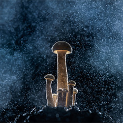Mushroom family-Andre Boto-bronze-FINE ART-Other -6489