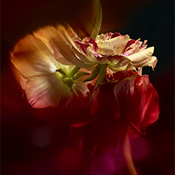 Ranunculus Blur-Rich Begany-bronce-BELLAS ARTES-Naturaleza muerta -6439