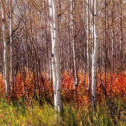 Autumn Woodland-Stue Rees-finalist-NATURE-Trees -6807