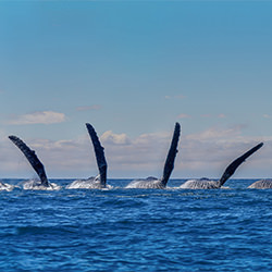 El comportamiento de una ballena jorobada-Zlati Zlatev-finalista-NATURALEZA-Vida salvaje -6832