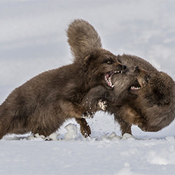Arctic Fox Squabble-Tracey Lund-finalist-NATURE-Wildlife -6757