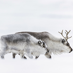 Arctic Reindeer-Tracey Lund-finalist-NATURE-Wildlife -6758
