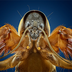 La belleza de los insectos-Marco Jongsma-plata-BELLAS ARTES-Otros -7024