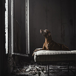 Faded Glory-Elke Braet-finalist-SPECIAL-Pets -6925