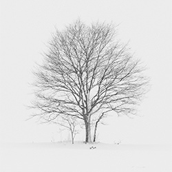 Lone Tree-Kazuyuki Toriumi-finalist-NATURE-Trees -6904