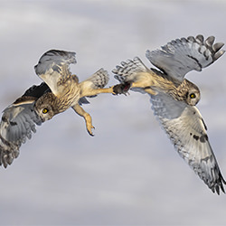 Short Eared Owls Fighting-Tin Sang Chan-silver-NATURE-Wildlife -7090