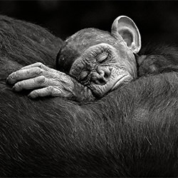 Sleeping infant-Xavier Ortega-silver-NATURE-Wildlife -7096