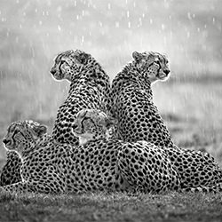 Cheetahs in the rain-Xavier Ortega-gold-NATURE-Wildlife -6986