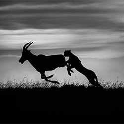 Hunting at dusk-Xavier Ortega-bronze-NATURE-Wildlife -6601