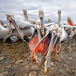 Dalmatian Pelicans-Xavier Ortega-silver-NATURE-Wildlife -7099