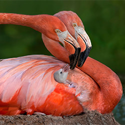 Caribbean Flamingos-Xavier Ortega-bronze-NATURE-Other -6603