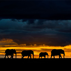 Silhouettes in Mara Plains-Xavier Ortega-silver-NATURE-Wildlife -7100