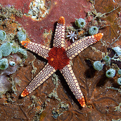 SeaStar on Wreck Reef-sara Lind-finalist-NATURE-Underwater -6930