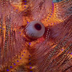 Fire Urchin Detail-sara Lind-bronze-NATURE-Underwater -6688