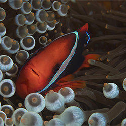 Dramatic Anemonefish-sara Lind-finalist-NATURE-Underwater -6931