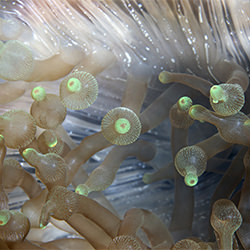 Anemone Galaxy-sara Lind-finalist-NATURE-Underwater -6932