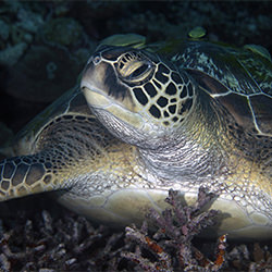 Green Sea Turtle-sara Lind-bronze-NATURE-Underwater -6689