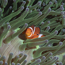 Anemonefish Portrait-sara Lind-bronze-NATURE-Underwater -6690