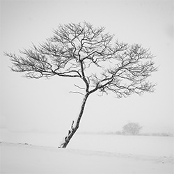 Snow Trees-Kazuyuki Toriumi-bronze-NATURE-Trees -6725