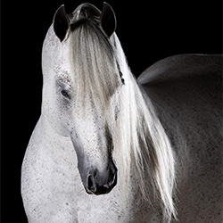 Pferdekunst-Tony Mendes-Bronze-FINE ART-Andere -6722