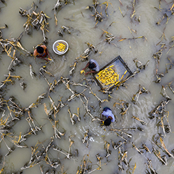 Harvesting corn into the flood water-Azim Khan Ronnie-bronze-EDITORIAL-Environmental -7240