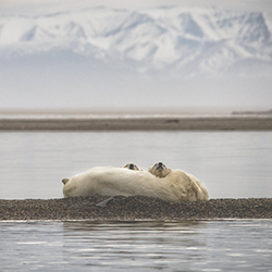 Is this the future for Polar Bears-Stue Rees-finalist-NATURE-Wildlife -7612