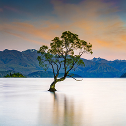 Wanaka Tree-Stue Rees-finalist-NATURE-Landscapes -7615