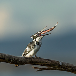 Catch!-Swati PS Siddharth Ramaswamy-bronze-NATURE-Wildlife -7406