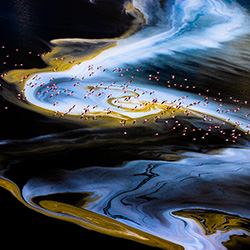 Unreal atmosphere-Alexandre BES-gold-NATURE-Wildlife -7861