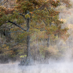 Morning at the swamp-Sonja Jordan-bronze-NATURE-Landscapes -7412