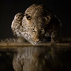 Reflections in the Night 2-Marcello Galleano-silver-NATURE-Wildlife -7953
