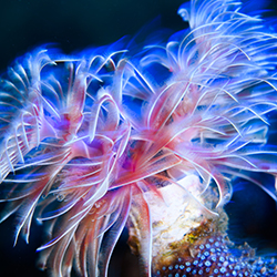 Underwater Breeze-Sayaka Ichinoseki-bronze-NATURE-Underwater -7388