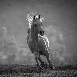White Pegasus-Armin Abdehou-bronze-NATURE-Wildlife -7489