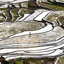 Rice terraces-Liza Kirina-silver-NATURE-Landscapes -8026