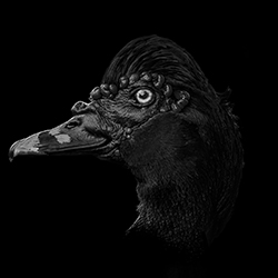 Muscovy Duck-Luiz Paulo Grinberg-finalist-NATURE-Wildlife -7814